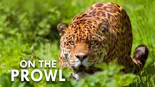 Download The Weird Wildlife Of Costa Rica | Animalogic Wild MP3