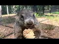 Groundhog Day 2024 Georgia s General Beauregard Lee s forecast