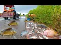 Download Lagu Episode #171 Top Amazing Video! a lot of catch fish by man on the road after raining, Flood Season