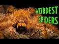 Download Lagu Top 5 STRANGEST Spiders in the WORLD!