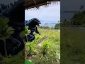 Download Lagu Ternyta ada monster naga di hutan itu