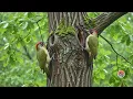 Relaxing Piano & Sweet Birds Chirping 🌿 Peaceful Music for Deep Sleep and Relaxation