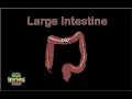 Human Body Large Intestine Body Systems