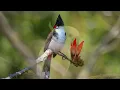 🐦 Birdsong Paradise | Relaxing Piano & Nature SoundsDeep Relaxation, Mindfulness & Stress Relief
