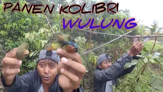 trik mikat burung kolibri wulung