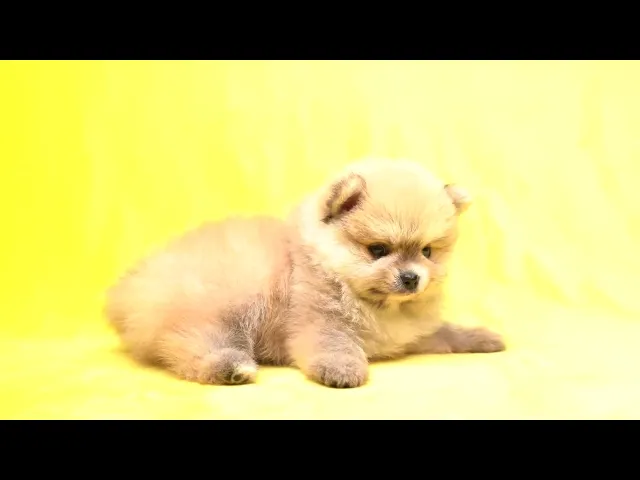 動画