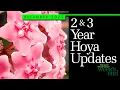 2 \u0026 3 YEAR HOYA UPDATES | Hoya decipulae, Hoya fungii, Hoya insularis, Hoya meredithii And Many More