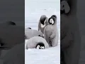 Lagu Why Don’t Penguins Freeze in Antarctica? #penguin #antarctica #warm #cold #viral