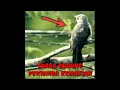 Download Lagu Suara burung pertanda kematian