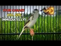 Lagu Leer je kanarie prachtig zingen met dit kanarieliedje‼️ Belgische kanarie🐦