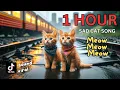 Download Lagu Meow Meow Meow Sad Song 1 Hour Compilation #cat #cute #catlover #cutecat #aicat #meow