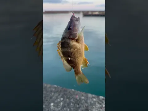 クロホシフエダイ仔魚がサビキ仕掛けで釣れました。面倒でも針に虫エサを付ければ、いろいろな魚が釣れるます。あたりがない時はぜひお試しください。