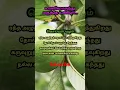 Download Lagu Guava benefits / கொய்யாப்பழம் சாப்பிடுவதால் கிடைக்கும் பயன்களும் மருத்துவ குணங்களும் /கொய்யா பயன்கள்