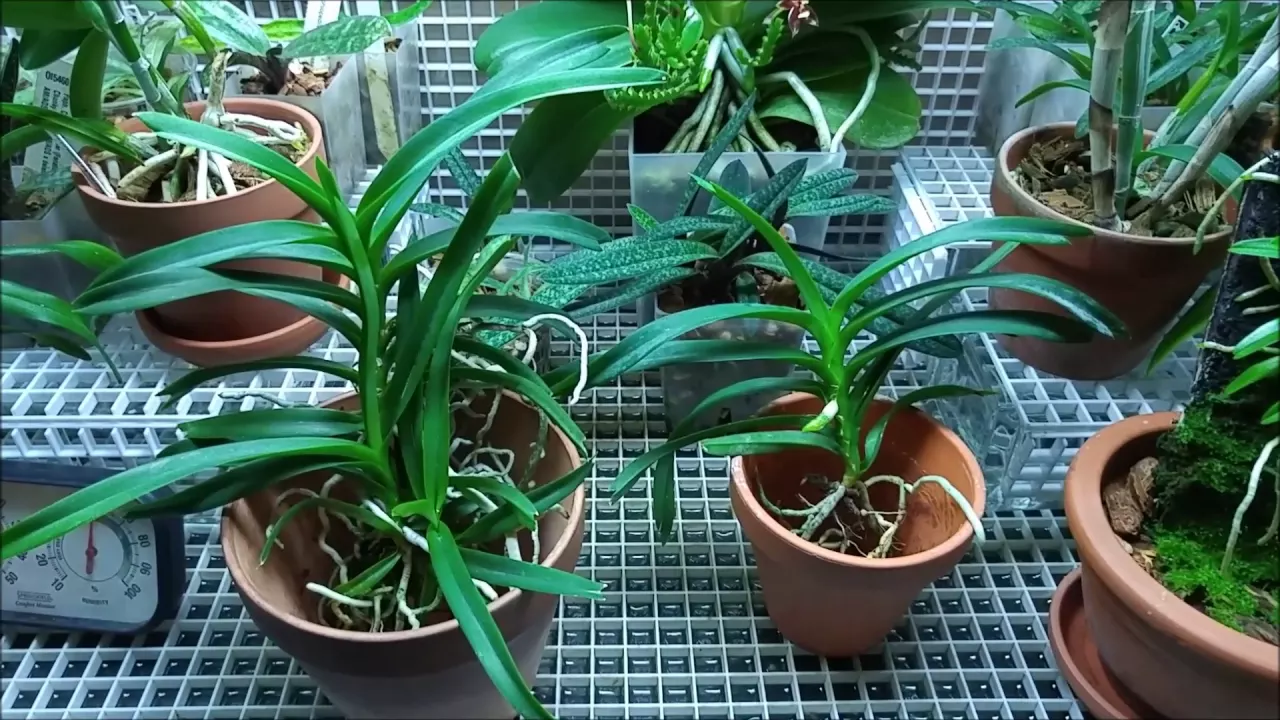 VANDA PUMILA TAKEN OFF THE MOUNT AND OTHER THINGS ORCHIDS UPDATE