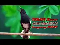 Download Lagu Pancingan kacer gacor bikin bahan cepat bunyi, Masteran kacer durasi panjang berjam jam!!