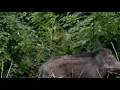 Download Lagu Suara babi hutan 100% medekat