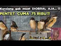 Download Lagu KANDANG GAK KUAT DIOBRAL AJA... ❗❗❗ PENTET CUMA 75 RIBU❗❗❗