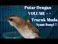 Download Lagu Pancingan Trucukan Muda Paling Banyak Di Cari Jamin Trucukan Bakalan Nyaut Bunyi
