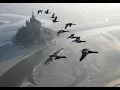 Download Lagu Amazing flights with birds on board of a microlight. Christian Moullec avec ses oiseaux