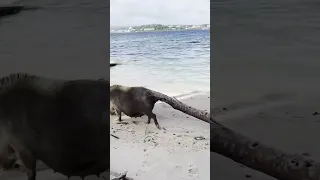 Haha, how’s this guy chilling on the beach?! #sailingfamily #pig #beach
