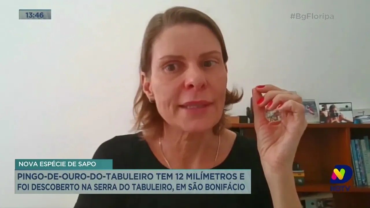 Espécie de sapo raro é encontrado na região da Serra do Tabuleiro, em São Bonifácio