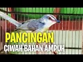 Download Lagu Pancingan pagi hari ciblek sawah Bahan langsung gacor bersahutan