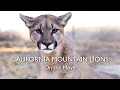 California Mountain Lions Chapter 4 On the Move