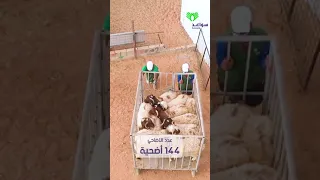 تقرير مشروع التوكيل في الأضاحي لعام 1443هـ 