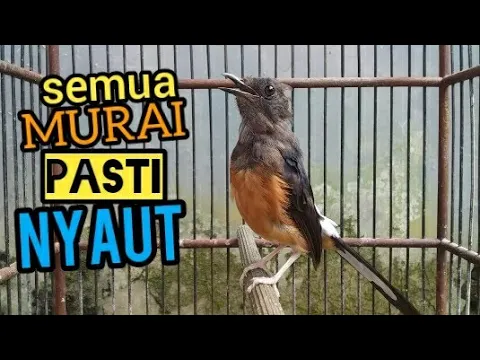 Download MP3 Murai betina | Murai gacor | Suara Murai batu betina gacor trotol pastol semua murai pasti nyaut