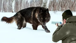 Download Hunters take revenge on ferocious wolves after they attack livestock MP3