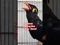 Download Lagu Masteran Burung Beo Gacor Cerewet #shorts