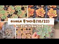 Lagu 이새네 특가다육(10/22)