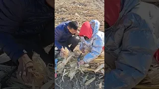                   دندنها