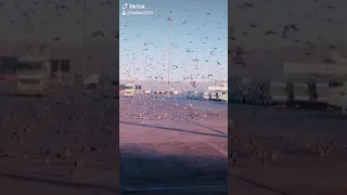 ميناء العقبه الجديد 