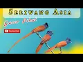 Download Lagu Pemikat Burung Seriwang Asia Gacor Sangat Jernih