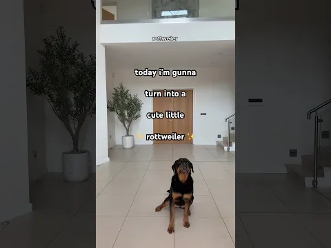 we kinda match! ​⁠@nalatheneedyrottie #rottweiler #trend #cute