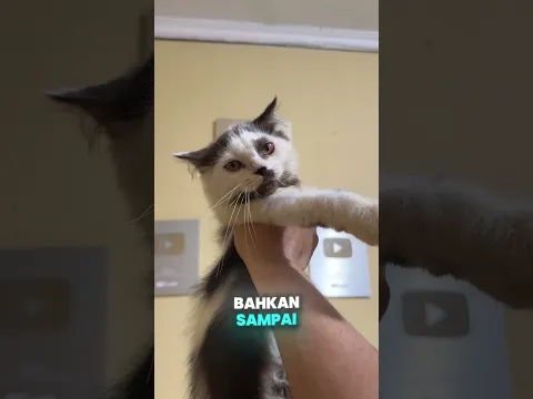 Maaf kan aku #shorts #kucinglucu #kucing