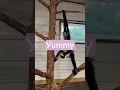 Spidermonkey eats apple