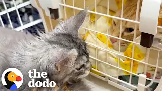 New Kitten Sister Won’t Leave Her Sick Brother’s Side | The Dodo