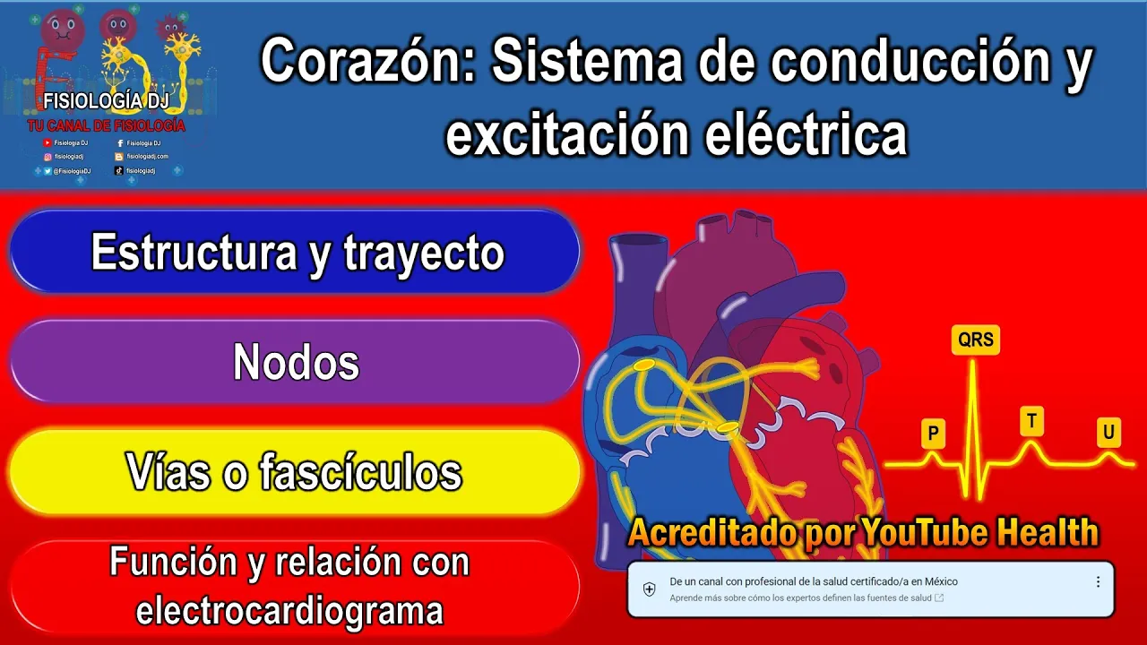 Sistema de conducción del corazón anatomía | Sistema de conducción del corazón fisiología