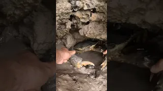 GIANT MUDCRAB: Beware of Sleeping Crab 🦀‼️