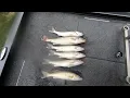 Fishing Brookeville Lake in Indiana - Limiting out on Walleye