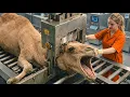 Lagu Inside the Camel Slaughter Factory – How Camel Skin Becomes Million-Dollar Products (Full Process)
