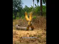 Download Lagu Mendebarkan, seperti ini pertarungan dua king cobra jantan #ular #kingcobra #shortvideo
