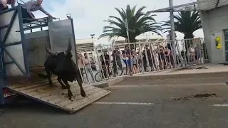 ثور ينطح شرطي في الجنوب الفرنسي 