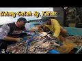 Lagu Umpan Anak Udang Fresh..Hasil Udang Galah Padu. Sg. Tatau Lubuk Udang Galah. #udanggalahmonster 
