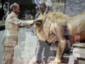 Lee "Scratch" Perry & The Upsetters-Dem No Know Dub