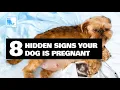 8 Hidden Signs Your Dog is Pregnant