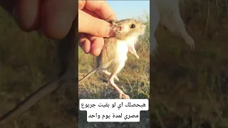 هيحصلك إيه لو بقيت جربوع ليوم واحد معلومات اكسبلور Animals Facts معلومات غريبة Wildlife 