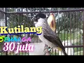 Download Lagu sperti ini burung kutilang seharga 30 juta